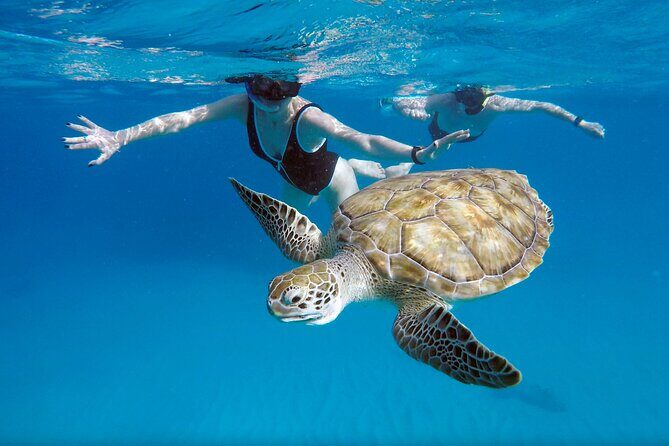 Ches snorkel cruise! turtles & shipwrecks (semi private) - The Boats & Equipment
