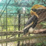 Chi so mountain _ Ta moa zoo_ Bati temple Tour - Introduction to the Tour Experience