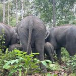 Chiang Mai 1 Day: Elephant Sanctuary, Waterfall & Bamboo Rafting - Summing Up the Experience