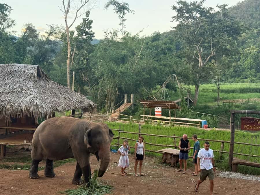 Chiang Mai 2-Day: Good Morning Elephant & Overnight Homestay - What This Tour Means for You