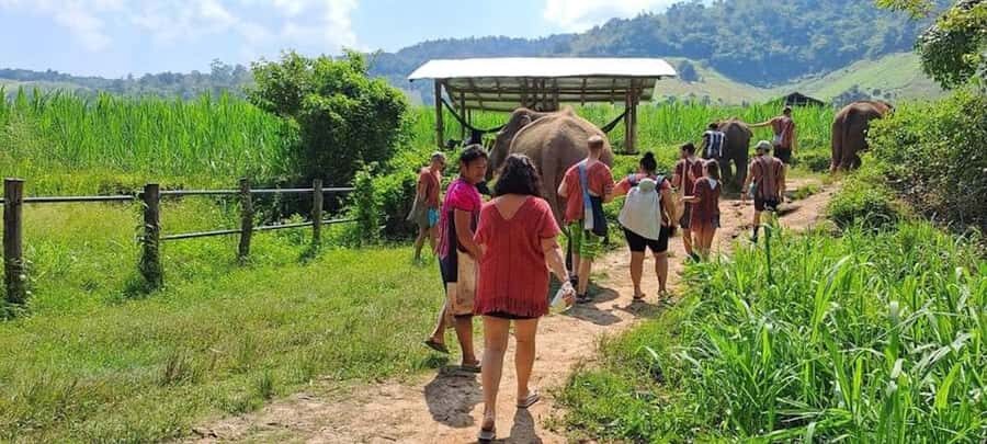 Chiang Mai Elephant Village Life: Long Neck & Bamboo Rafting - The Logistics: What to Expect