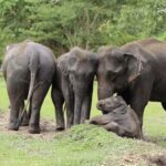 Chiang Mai Ethical Elephant Experience (Half Day) - The Practical Details: What to Expect
