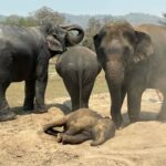 Chiang Mai Ethical Elephant Experience (Half Day) - An In-Depth Look at the Chiang Mai Ethical Elephant Experience