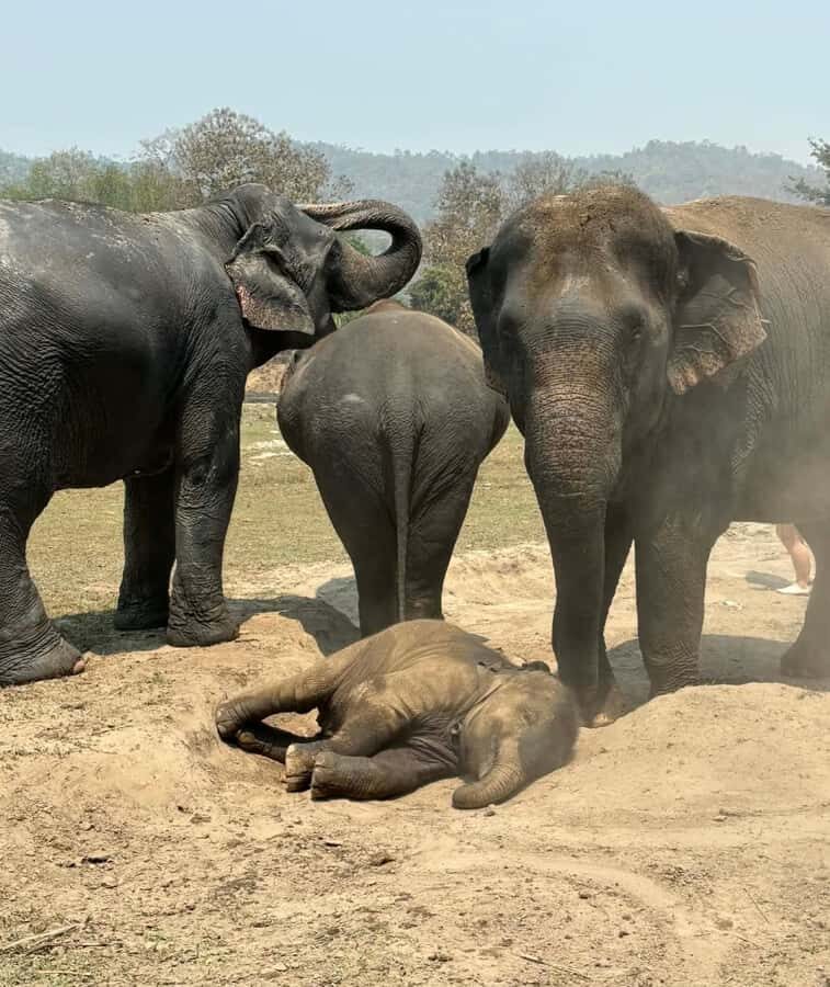 Chiang Mai Ethical Elephant Experience (Half Day) - An In-Depth Look at the Chiang Mai Ethical Elephant Experience