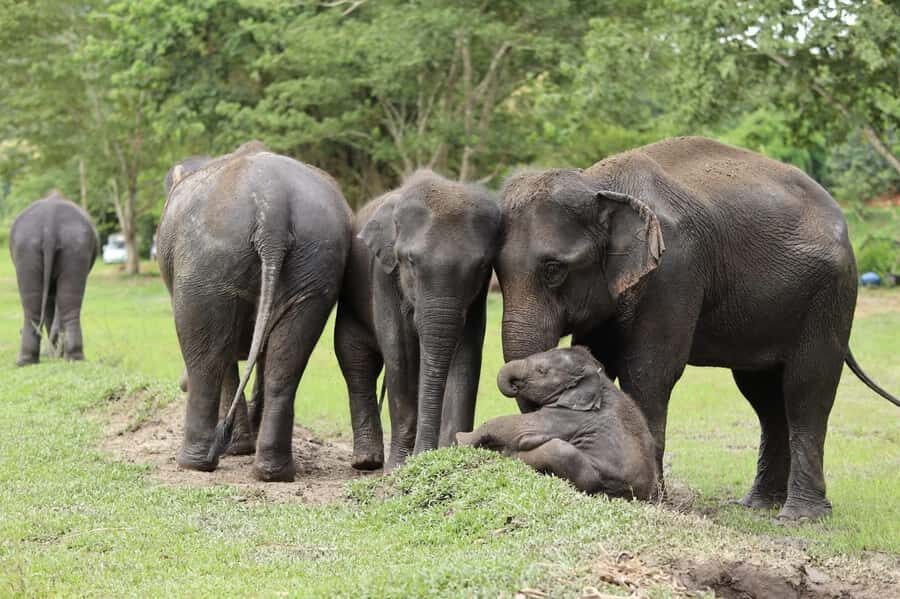 Chiang Mai Ethical Elephant Experience (Half Day) - The Practical Details: What to Expect