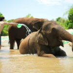 Chiang Mai: Jungle Jumbo Elephant Sanctuary with Waterfall - An In-Depth Look at the Jungle Jumbo Elephant Sanctuary Experience