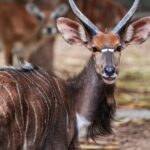 Chiang Mai Night Safari Park Ticket - Breaking Down the Itinerary