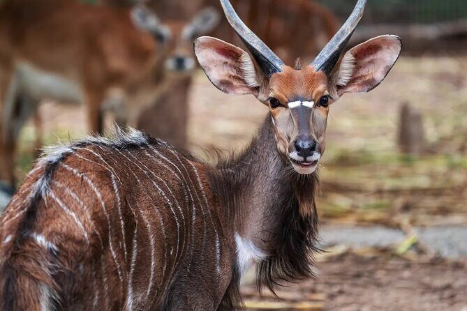 Chiang Mai Night Safari Park Ticket - Breaking Down the Itinerary