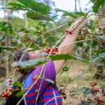 Chiang Mai: Off the Map Jungle Coffee Farm Trek Roast & Brew - The Village and the Forest: Exploring with Purpose