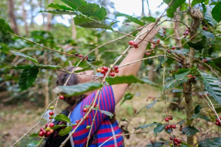 Chiang Mai: Off the Map Jungle Coffee Farm Trek Roast & Brew - The Village and the Forest: Exploring with Purpose