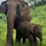 Chiang Mai: Overnight Doi Inthanon & Hands-Off Elephant Tour - Practical Details and What You’ll Love