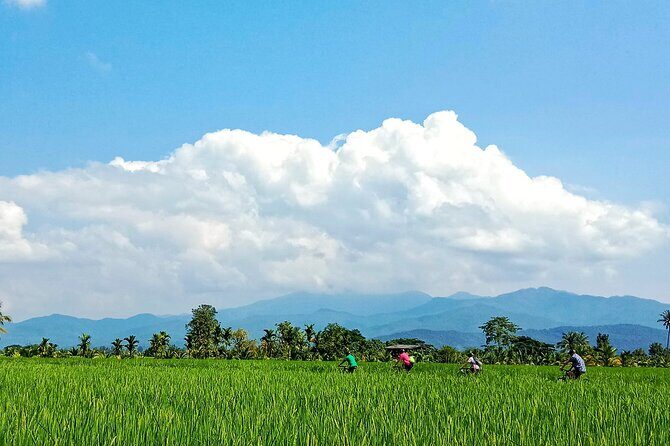 Chiang Mai Rice Fields Bike Tour Along Mae Ping River - Who Would Love This Tour?