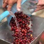 Chiang Mai: Thepsadet Village Coffee Tour with Transfer - What We Love About This Tour