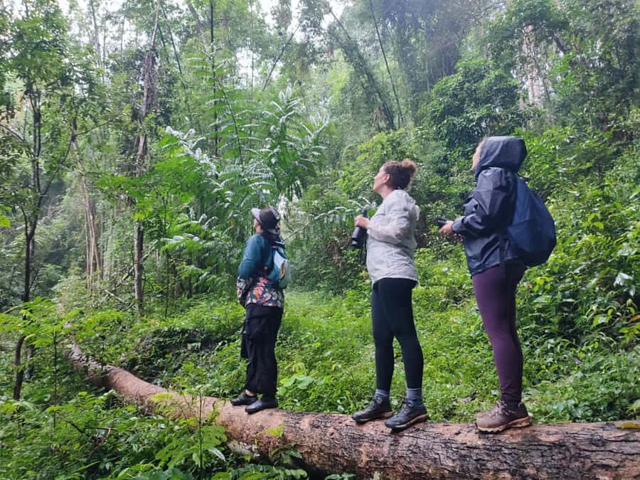 Chiang Mai: Wild Gibbon Encounters with Karen Homestay - Why You Should Consider This Tour