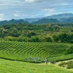 Chiang Rai: Northern Thailand Tour with Golden Triangle - Why This Tour Offers Good Value