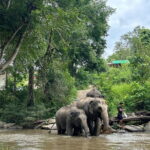 ChiangMai 1DayTour:Elephant Sanctuary,king&queen pagoda,waterfall - Authentic Experiences Highlighted by Reviewers