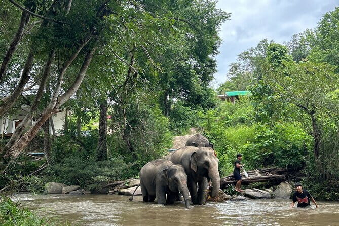 ChiangMai 1DayTour:Elephant Sanctuary,king&queen pagoda,waterfall - Authentic Experiences Highlighted by Reviewers