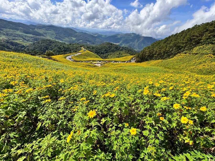 Chiangmai : Experience the magic of Mexican Sunflower field - Why This Tour Offers Great Value