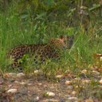 Chilla Range: Rajaji National Park Jeep Safari in Rishikesh - Who Will Love This Safari?