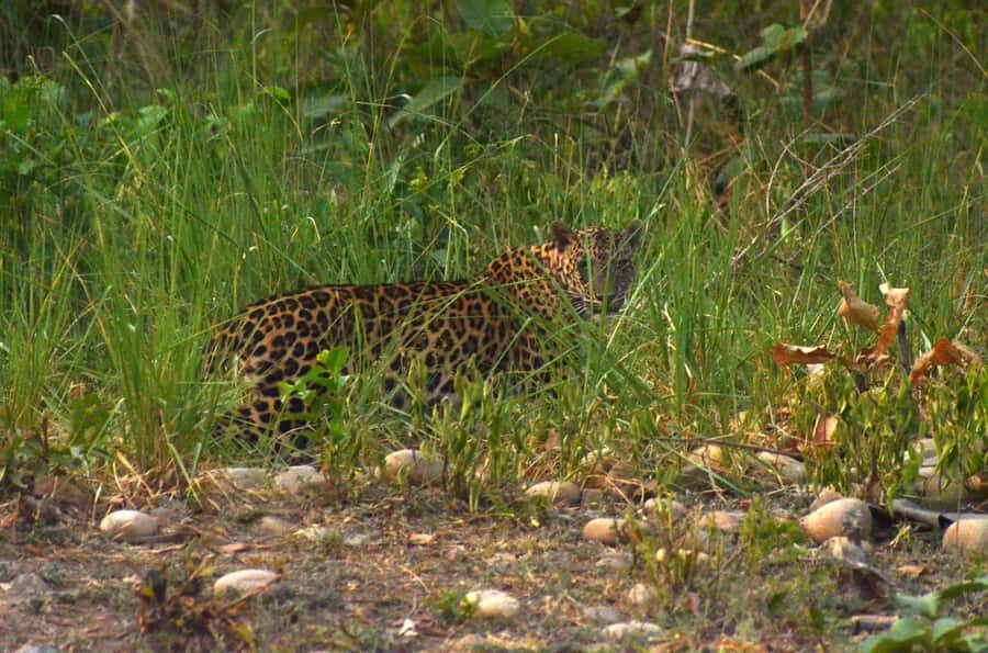 Chilla Range: Rajaji National Park Jeep Safari in Rishikesh - What You Can Expect from Your Safari Experience