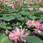 Chiso temple, Neang khmao, and Taprum temple historical site Tour - Who Should Book This Tour?