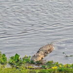 Chitwan: 2 Full day jungle walk with Canoeing all inclusive - Why This Tour Offers Real Value