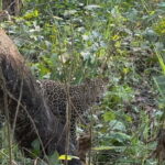 Chitwan: 2 Full day jungle walk with Canoeing all inclusive - Who Would Love This Tour?