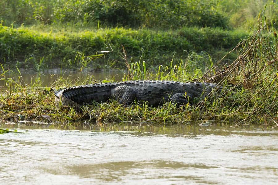Chitwan: 3-Day Jungle walk with Canoeing and Tree house - An Authentic 3-Day Jungle Safari in Chitwan
