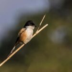 Chitwan: 3-Day Luxury Safari with Room, Meals & Transfers - What’s Included & What to Prepare