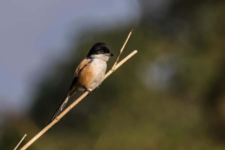 Chitwan: 3-Day Luxury Safari with Room, Meals & Transfers - What’s Included & What to Prepare