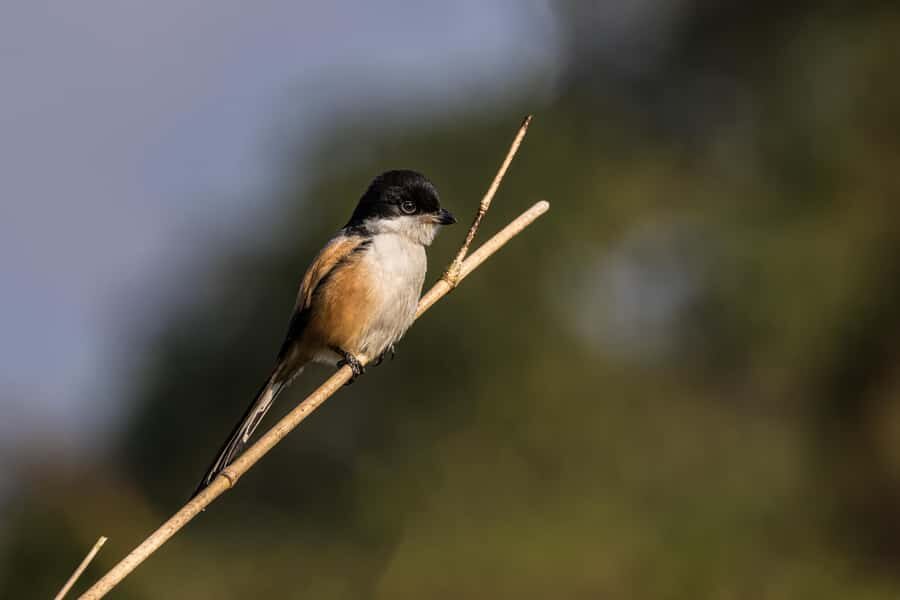 Chitwan: 3-Day Luxury Safari with Room, Meals & Transfers - What’s Included & What to Prepare