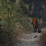 Chitwan 3 nights package from Kathmandu or Pokhara - Transport and Group Size