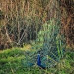 Chitwan: 4-Day Jungle Safari Full Package all inclusive - An In-Depth Look at the 4-Day Chitwan Safari