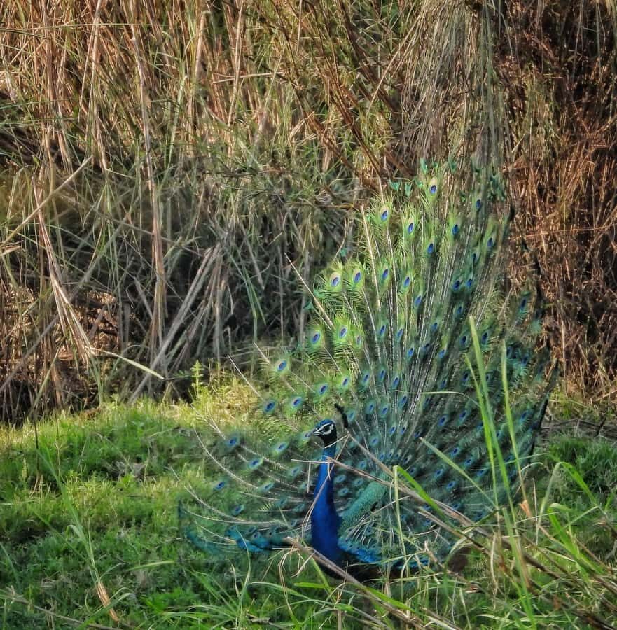 Chitwan: 4-Day Jungle Safari Full Package all inclusive - An In-Depth Look at the 4-Day Chitwan Safari