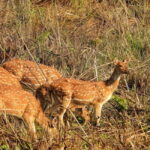 Chitwan: Full-Day Safari Canoeing and Jungle Walk and Jeep - What Makes This Tour Stand Out?