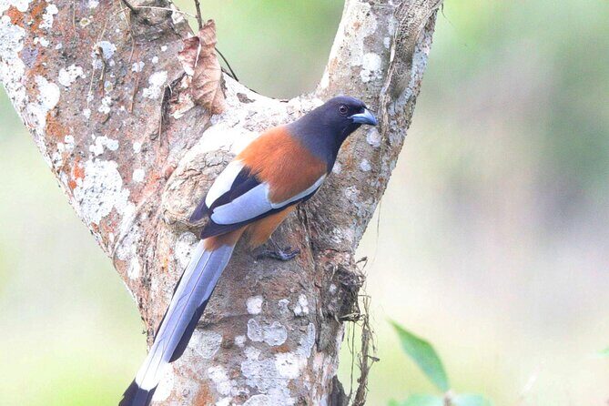 Chitwan Jungle Safari from Kathmandu Pokhara - The Route and What to Expect at Each Stop