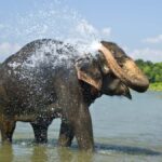 Chitwan: Jungle Safari Tour with Canoe Ride in Forest River - Wildlife You Can Expect to See