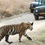 Chitwan jungle safari with canoe river ride - How the Experience Feels in Practice