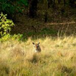 Chitwan jungle safari with canoe river ride - Details of the Itinerary & What You Can Expect