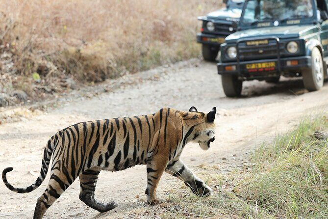 Chitwan jungle safari with canoe river ride - How the Experience Feels in Practice