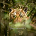 Chitwan National Park: Canoeing and Jungle Walk with Lunch - What Makes This Tour Stand Out