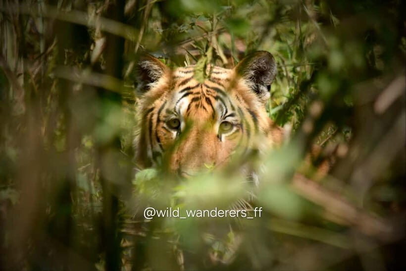 Chitwan National Park: Canoeing and Jungle Walk with Lunch - What Makes This Tour Stand Out