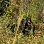 Chitwan National Park: Full-Day Jeep Safari with Lunch - What Makes This Tour Stand Out?