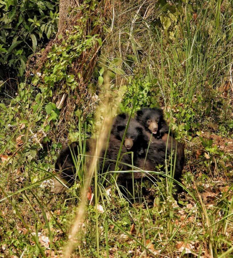 Chitwan National Park: Full-Day Jeep Safari with Lunch - What Makes This Tour Stand Out?