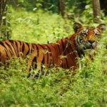 Chitwan National Park Tour - Why This Tour Stands Out