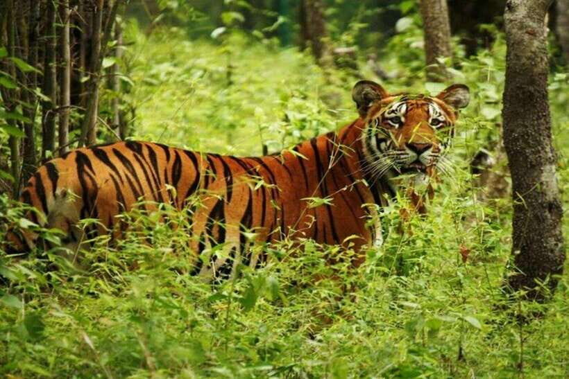 Chitwan National Park Tour - Why This Tour Stands Out