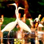 Chong Kneas Floating Village Rowing Boat Tour on Tonlé Sap Lake - Starting Point & Transportation