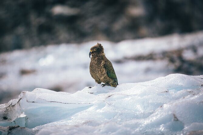 Christchurch to Franz Josef 1-Way Small Group Tour via Hokitika - What Travelers Love About This Tour