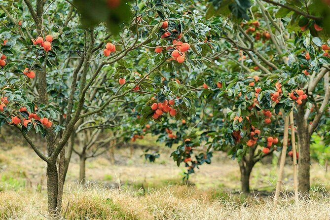 Cloud Hunting and The Glow of Dawn in Da Lat - Who Should Consider This Tour?