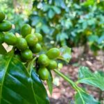 Coffee and Mountains with Personal Coffee Experience - Why This Tour Offers Real Value